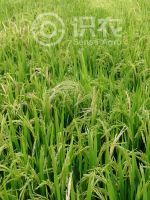 杂草稻