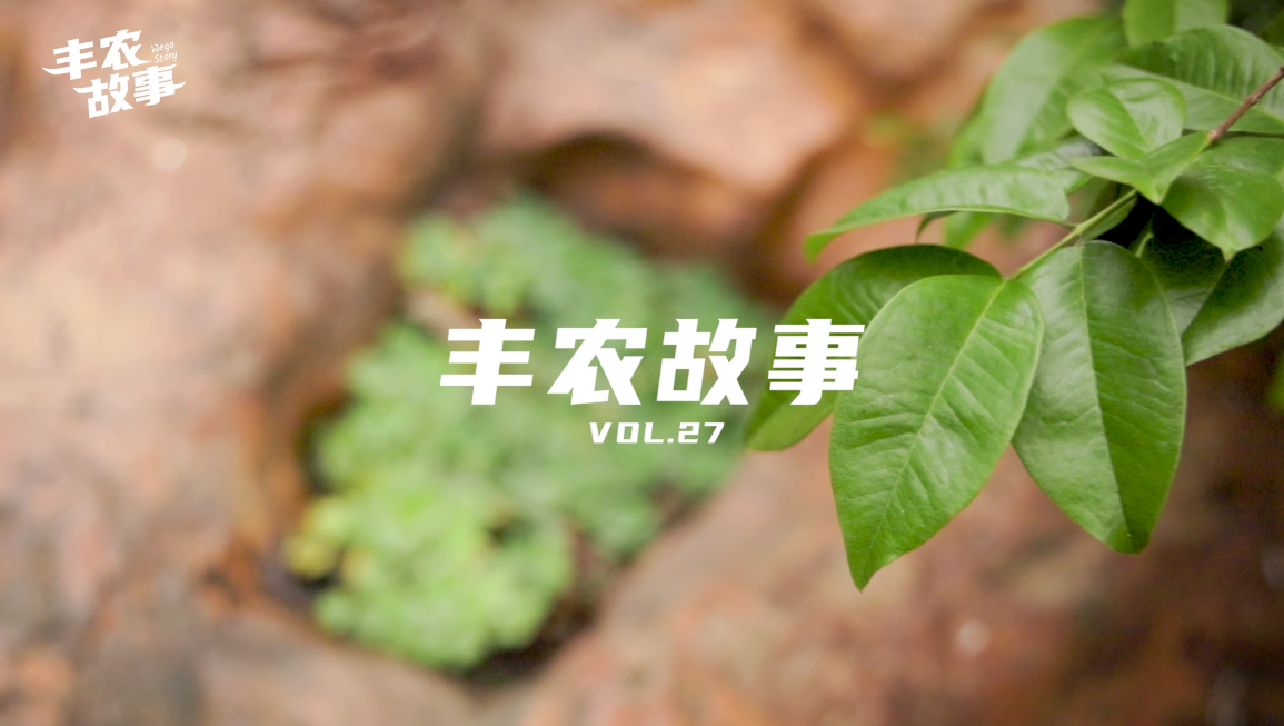 丰农故事VOL.27 用植物扮“靓”生活绿色世界的艺术家